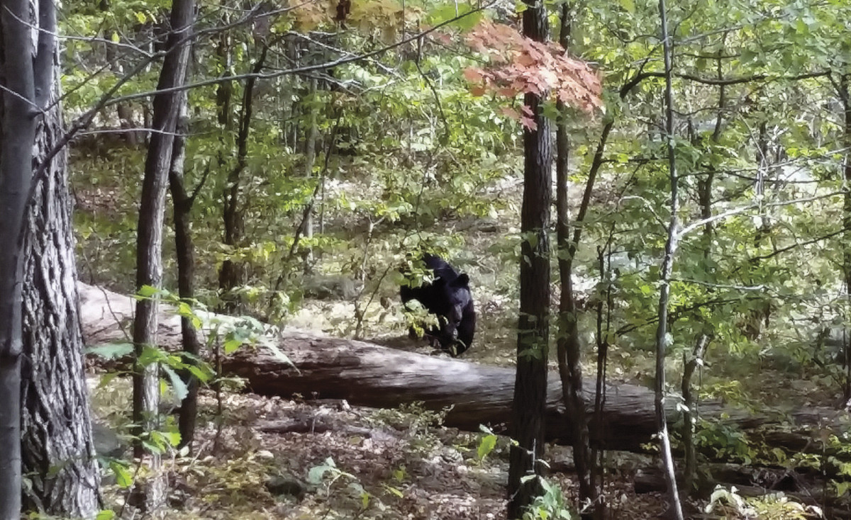 CLOSE ENCOUNTER
In Apshawa, Scott warned to stay away, but the other five hikers stuck around long enough to photograph the encroaching animal.
